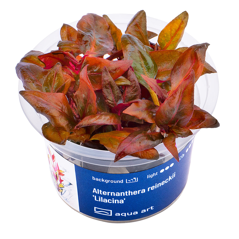 Alternanthera reineckii "lilacina"