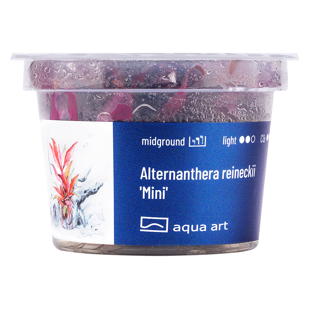 Alternanthera reineckii mini