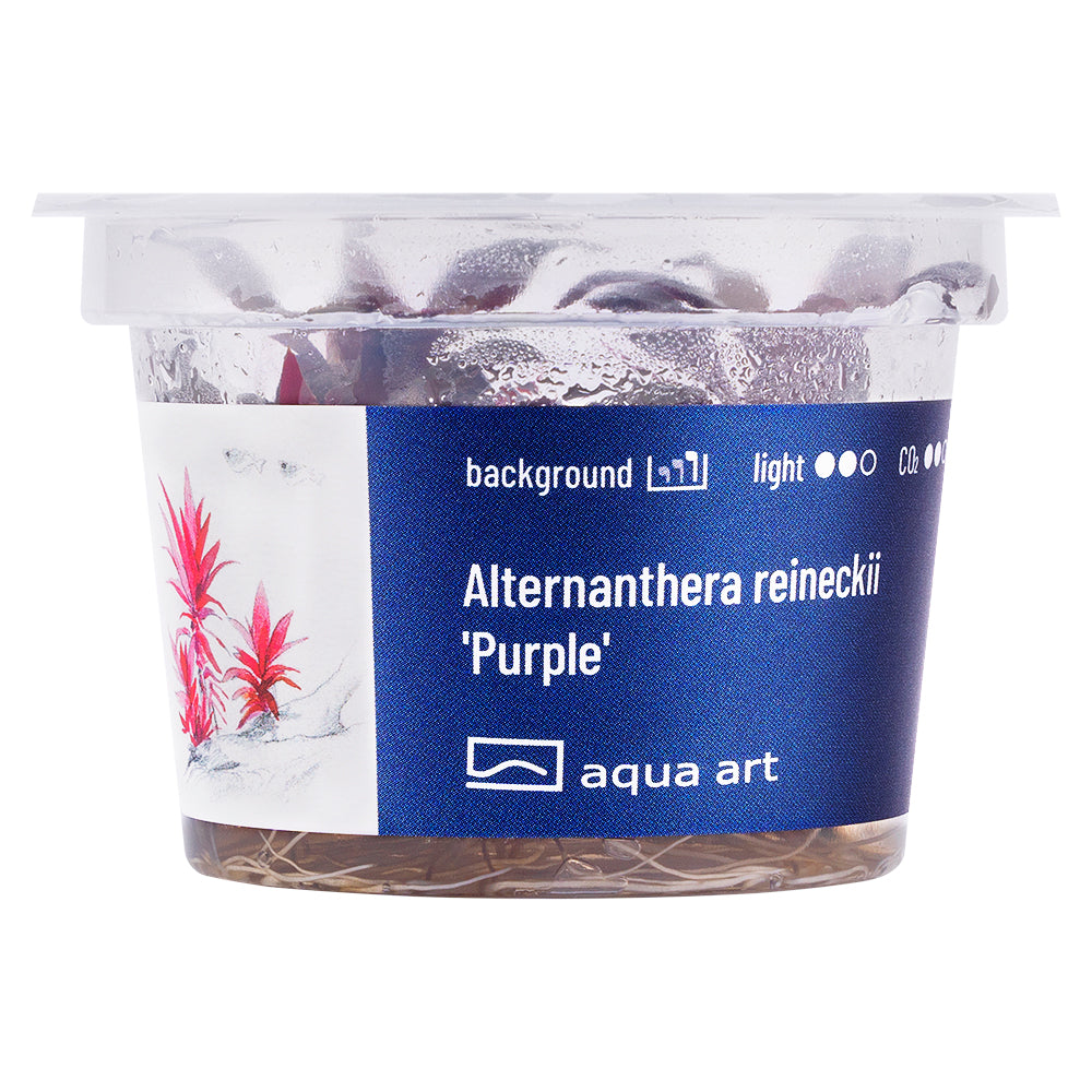 Alternanthera reineckii "purple"