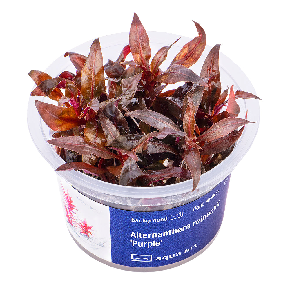 Alternanthera reineckii "purple"