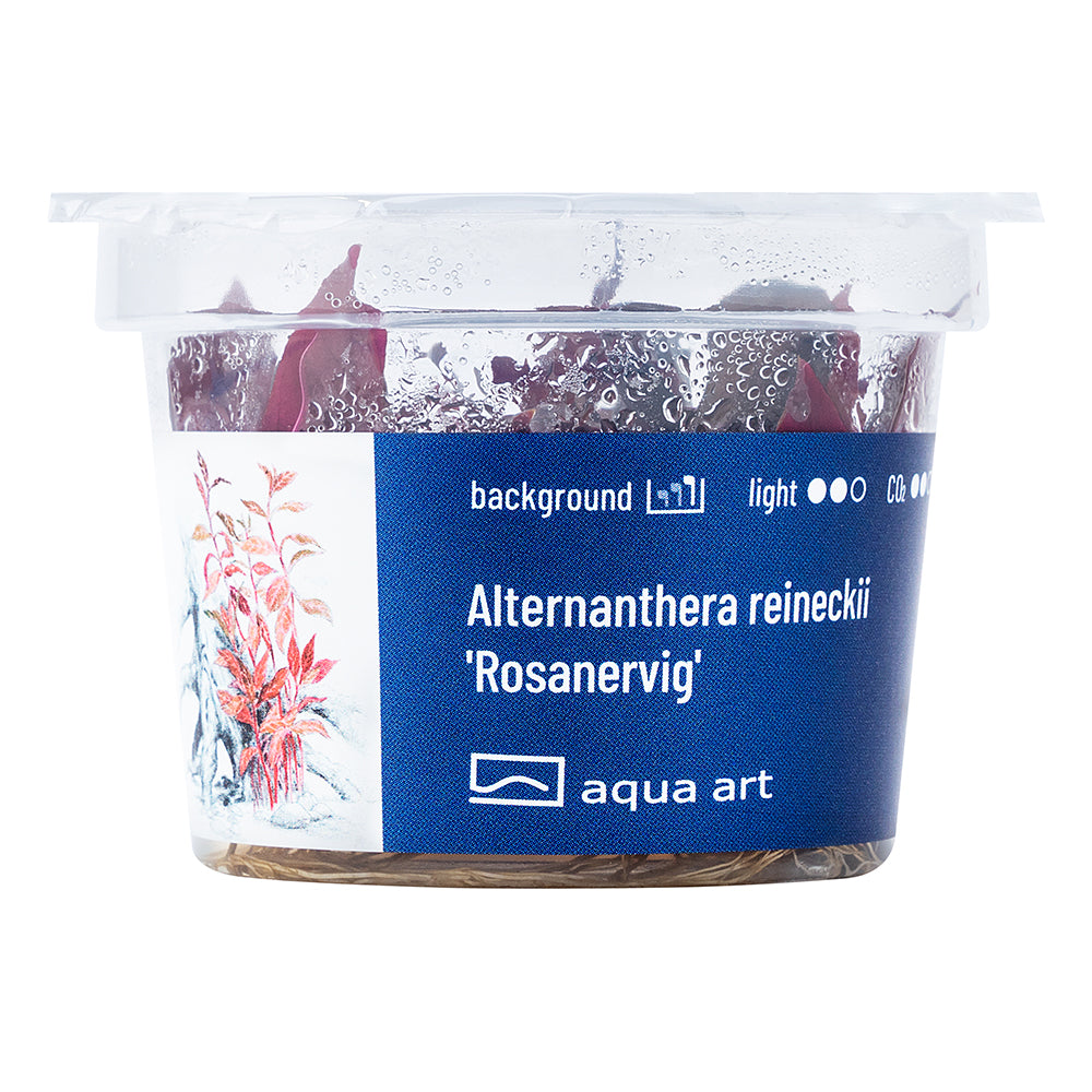 Alternanthera reineckii "rosanervig"