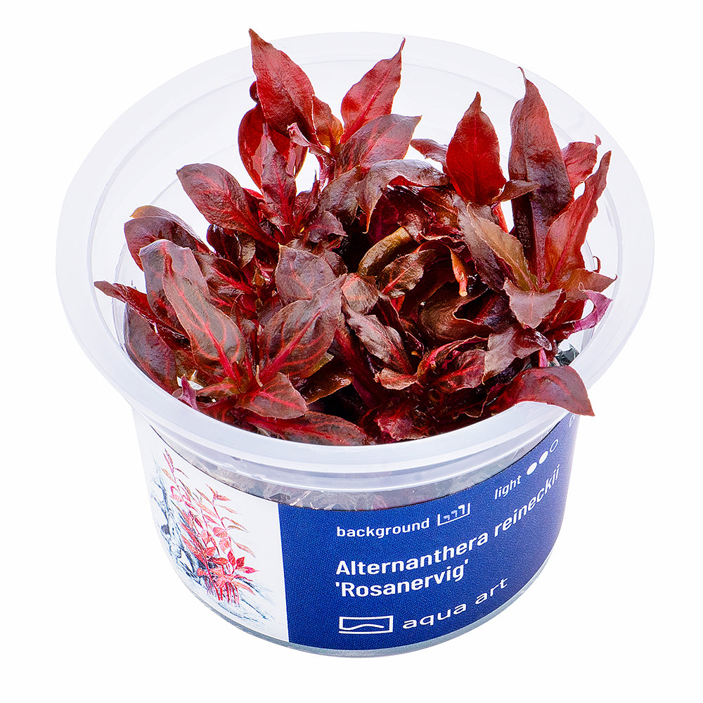 Alternanthera reineckii "rosanervig"
