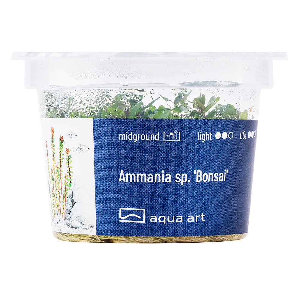 Ammania bonsai