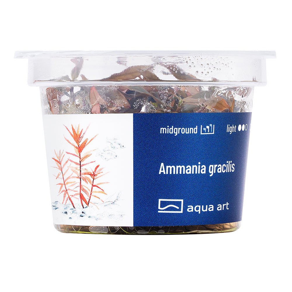 Ammania gracilis (sur commande)