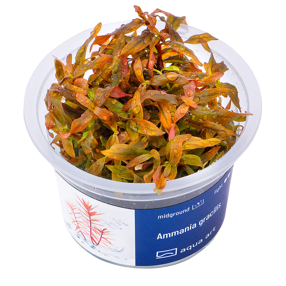 Ammania gracilis (sur commande)