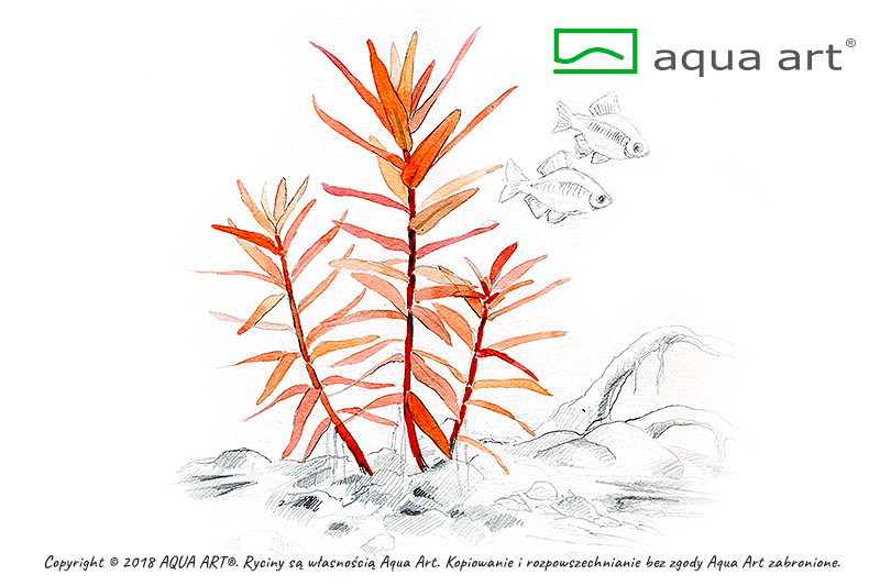 Ammania gracilis (sur commande)
