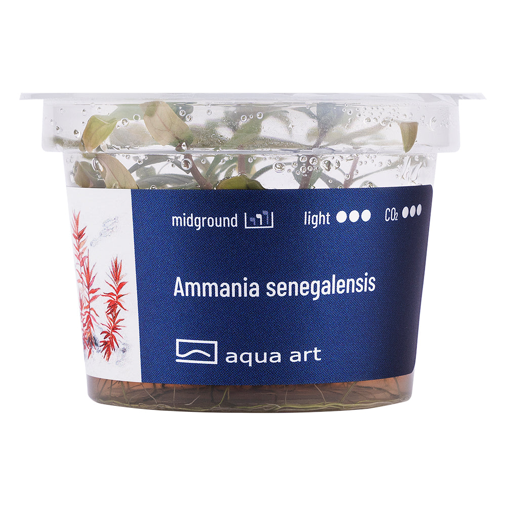 Ammania senegalensis (sur commande)