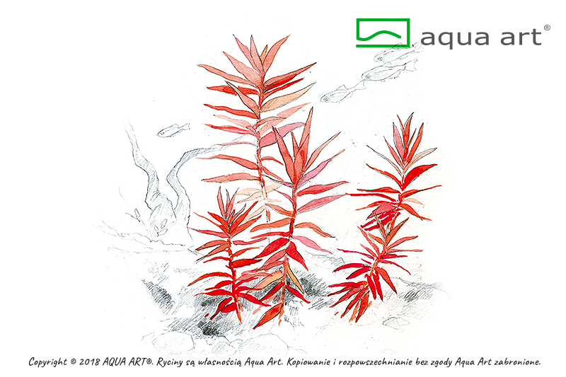 Ammania senegalensis (sur commande)