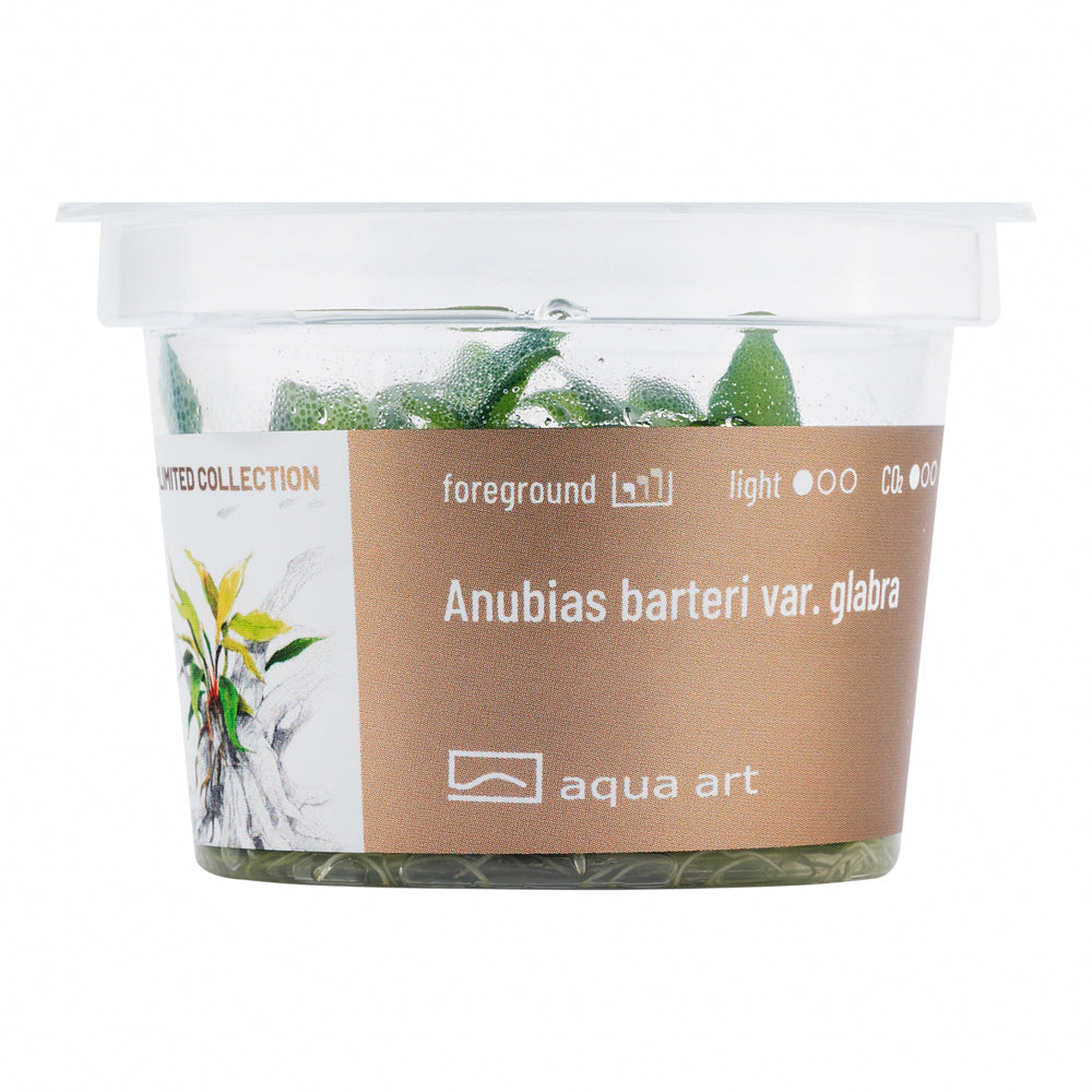 Anubias barteri va glabra (sur commande)