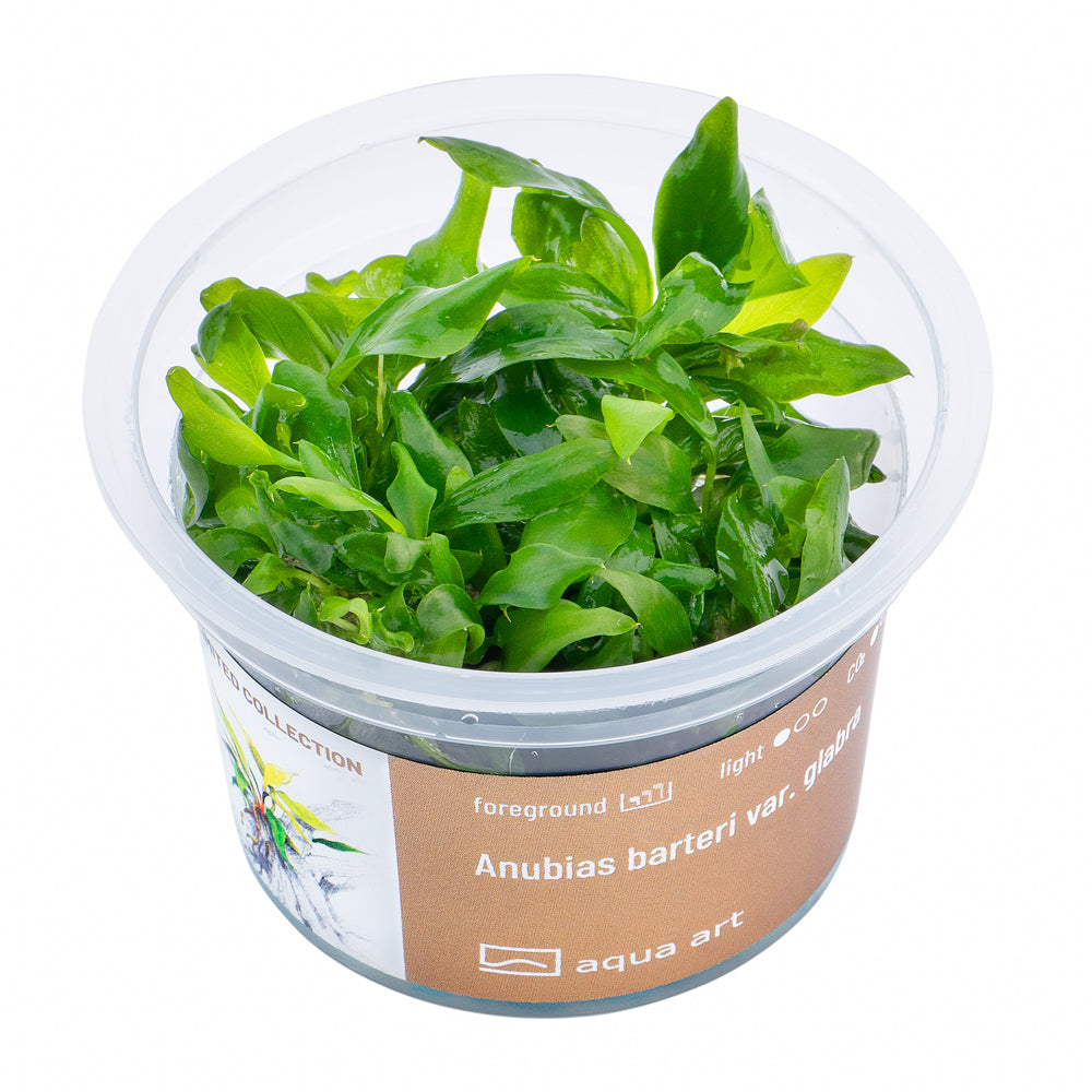 Anubias barteri va glabra (sur commande)