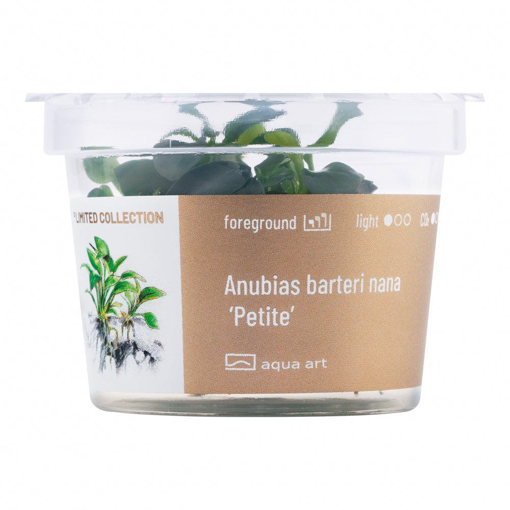 Anubias barteri nana ’Petite’