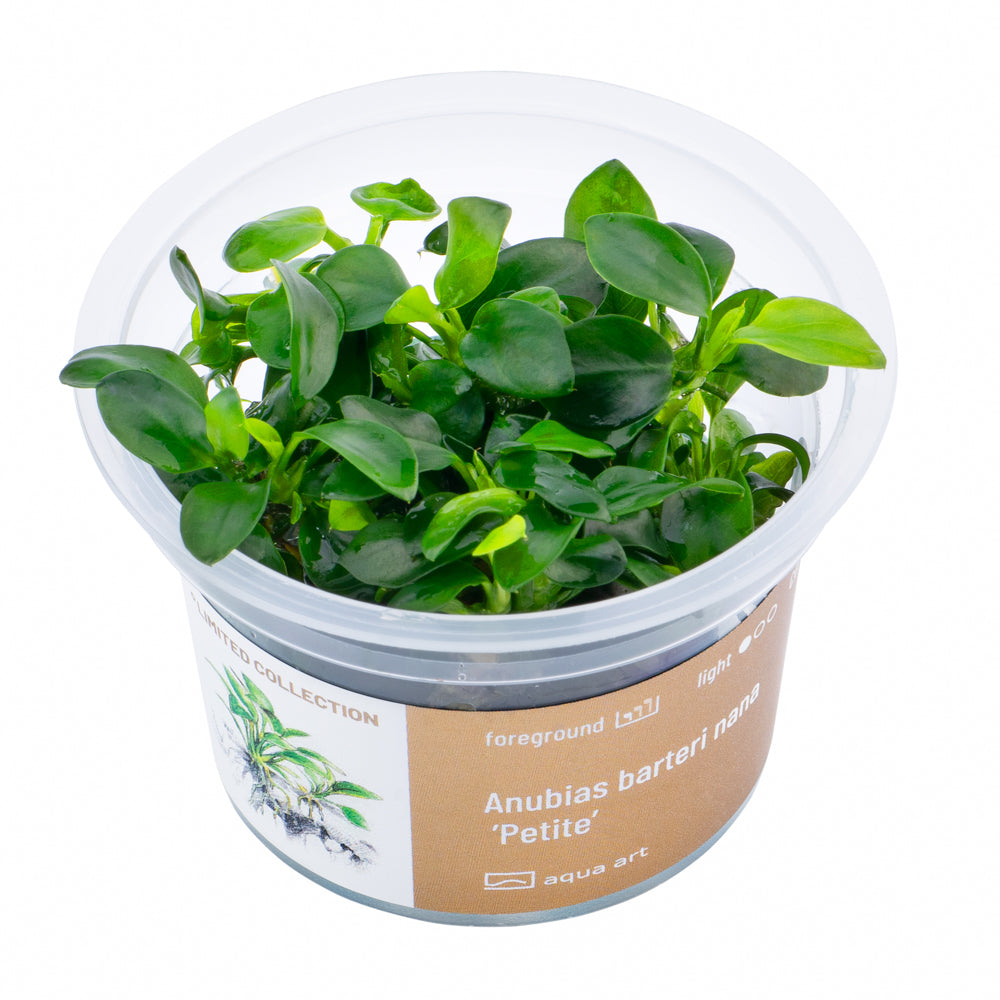 Anubias barteri nana ’Petite’