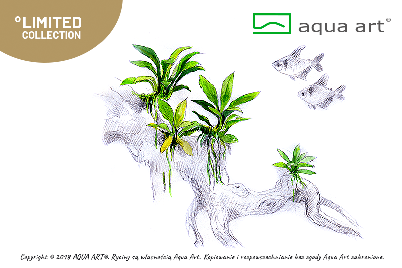Anubias sp. ’Pangolino’ (sur commande)