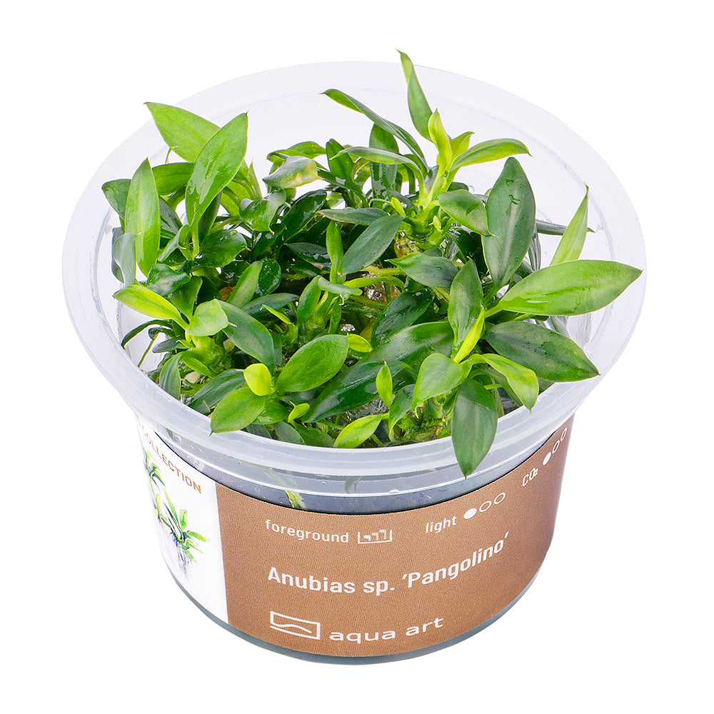 Anubias sp. ’Pangolino’ (sur commande)