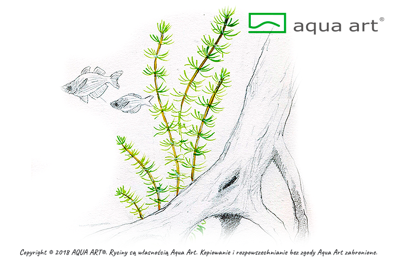 Bacopa myriophylloides