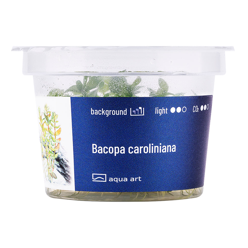 Bacopa caroliniana