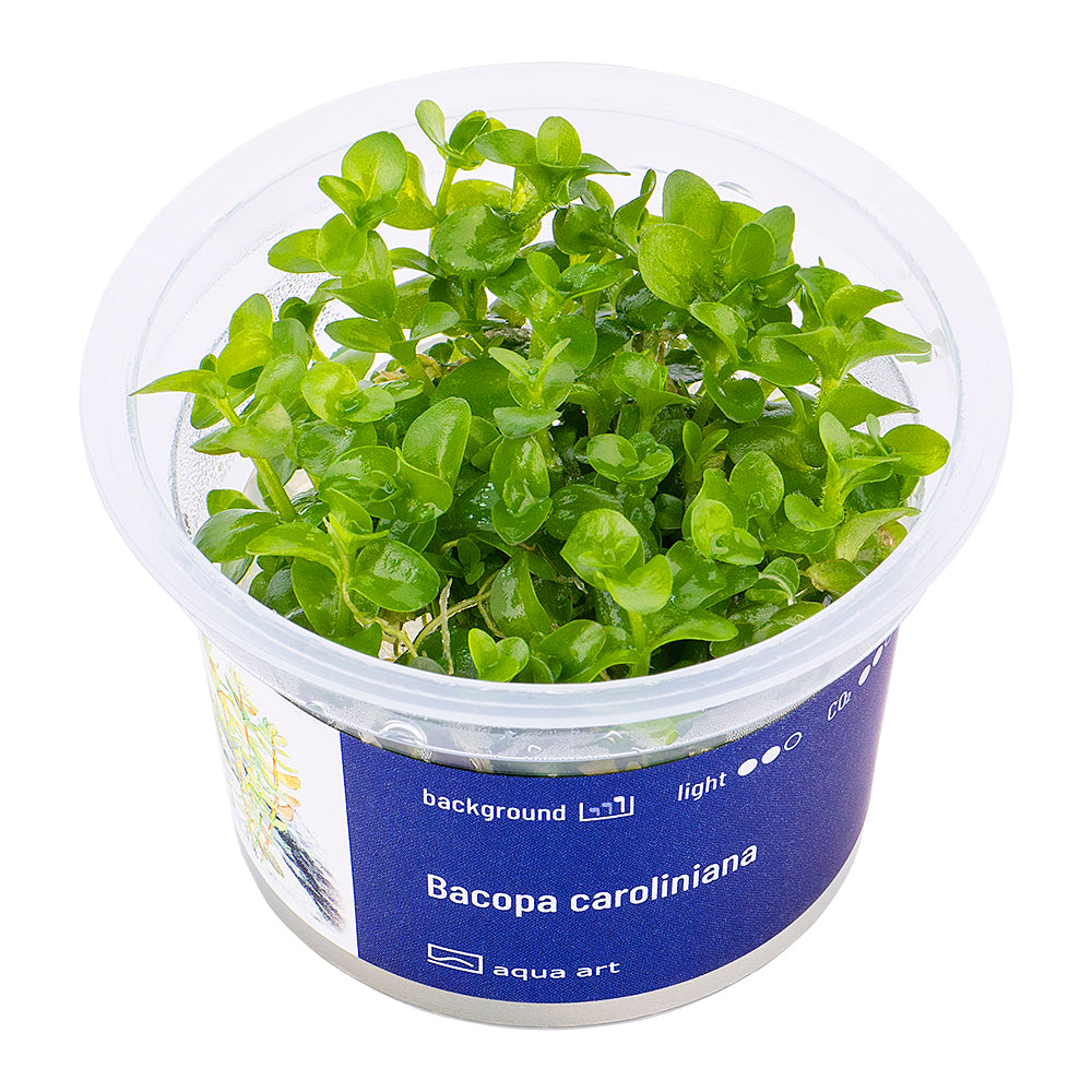 Bacopa caroliniana