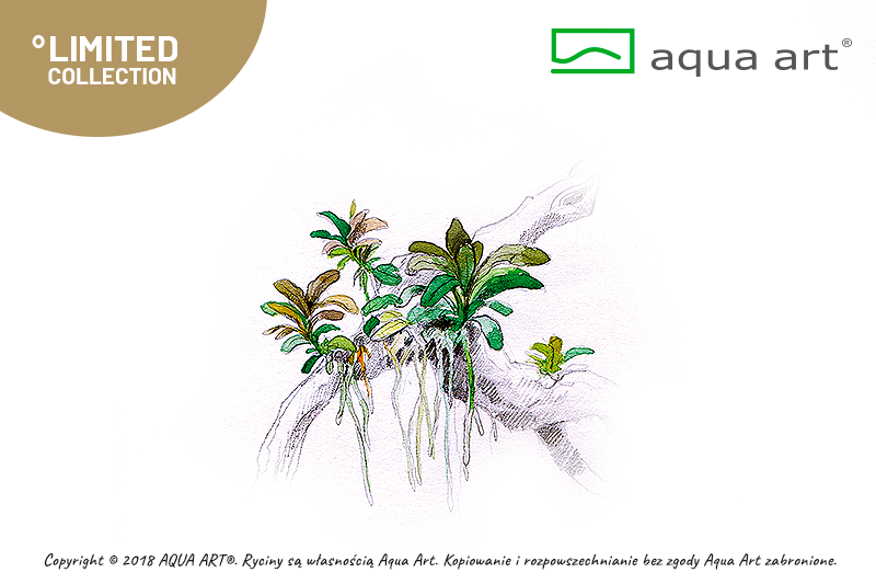 Bucephalandra sp. ’Aqua Artica' (sur commande)