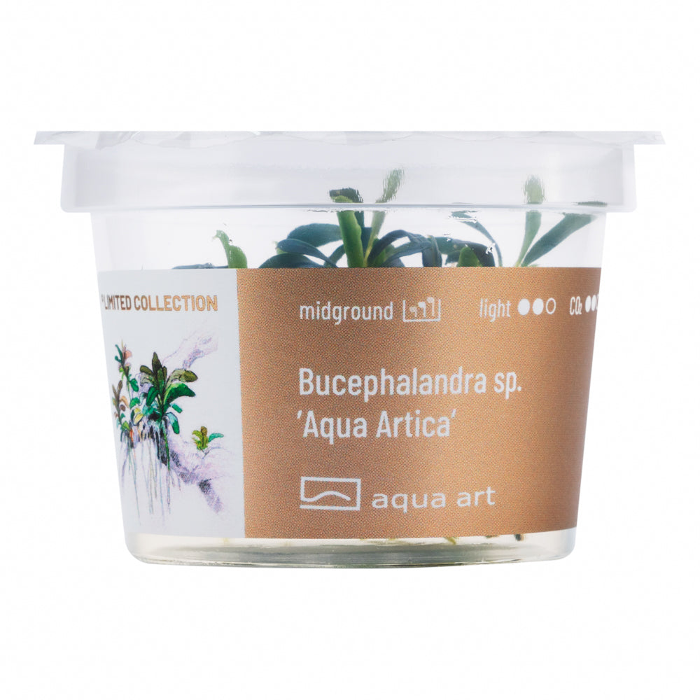Bucephalandra sp. ’Aqua Artica' (sur commande)