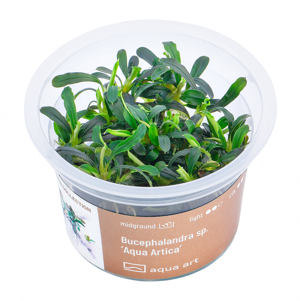 Bucephalandra sp. ’Aqua Artica' (sur commande)