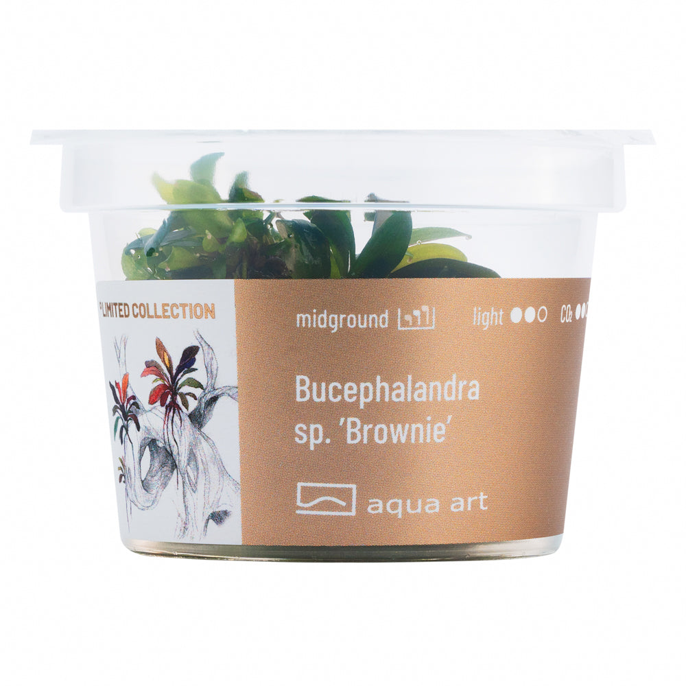 Bucephalandra sp. ’Brownie’ (sur commande)