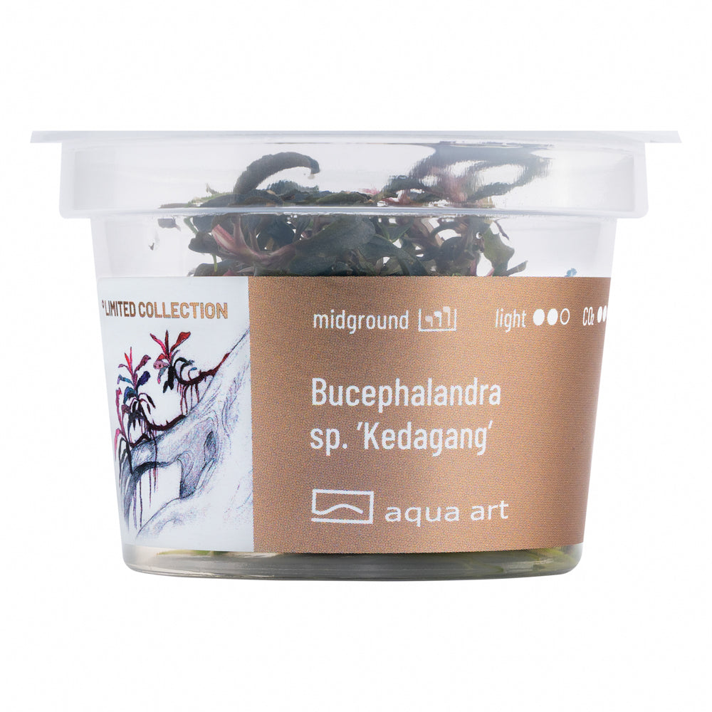 Bucephalandra sp. ’Kedagang’ (sur commande)