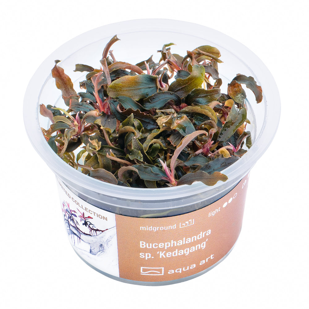 Bucephalandra sp. ’Kedagang’ (sur commande)
