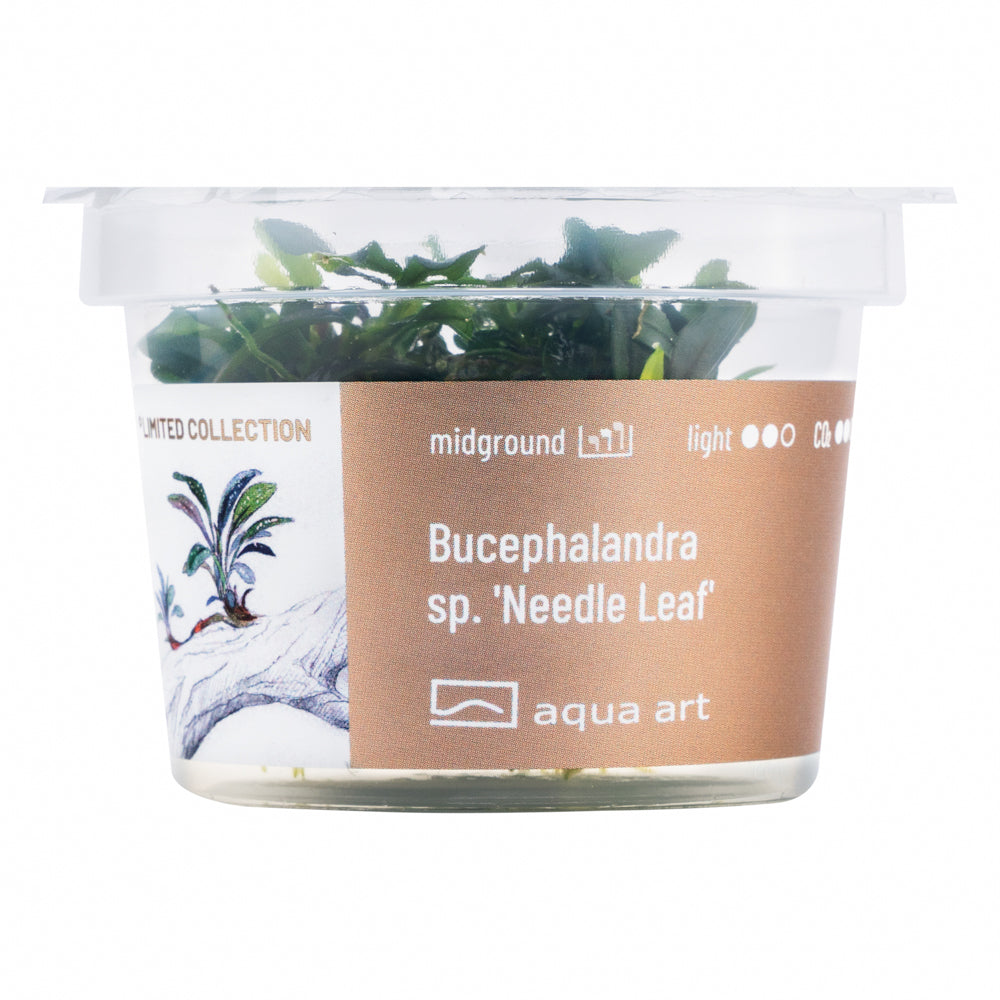 Bucephalandra sp. ’Needle leaf’(sur commande)