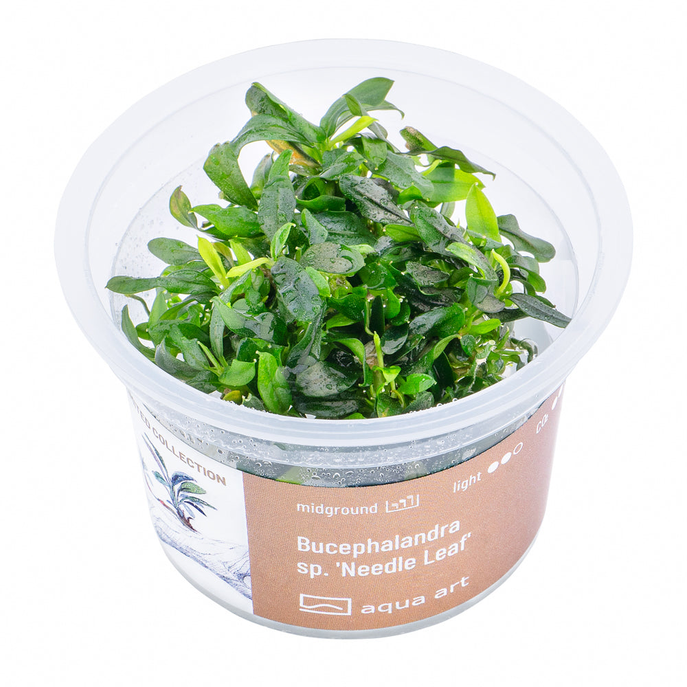 Bucephalandra sp. ’Needle leaf’(sur commande)