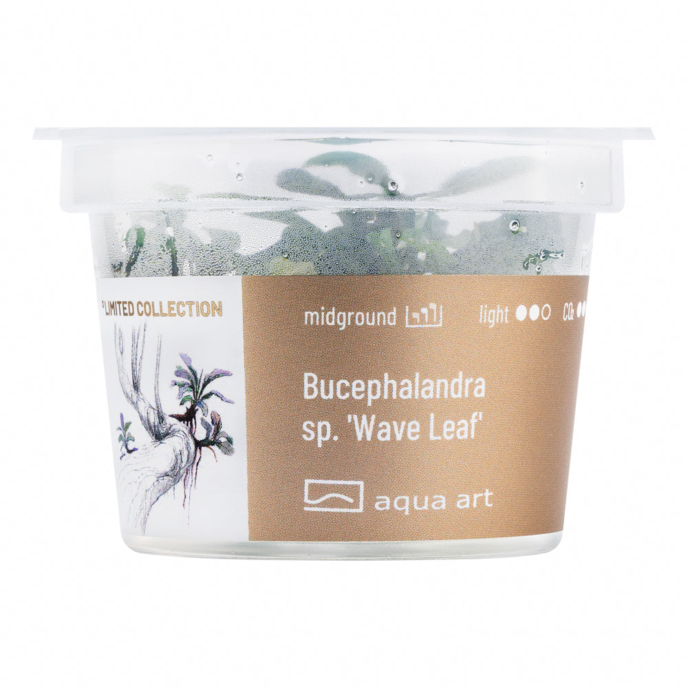 Bucephalandra sp. ’Wave leaf’(sur commande)