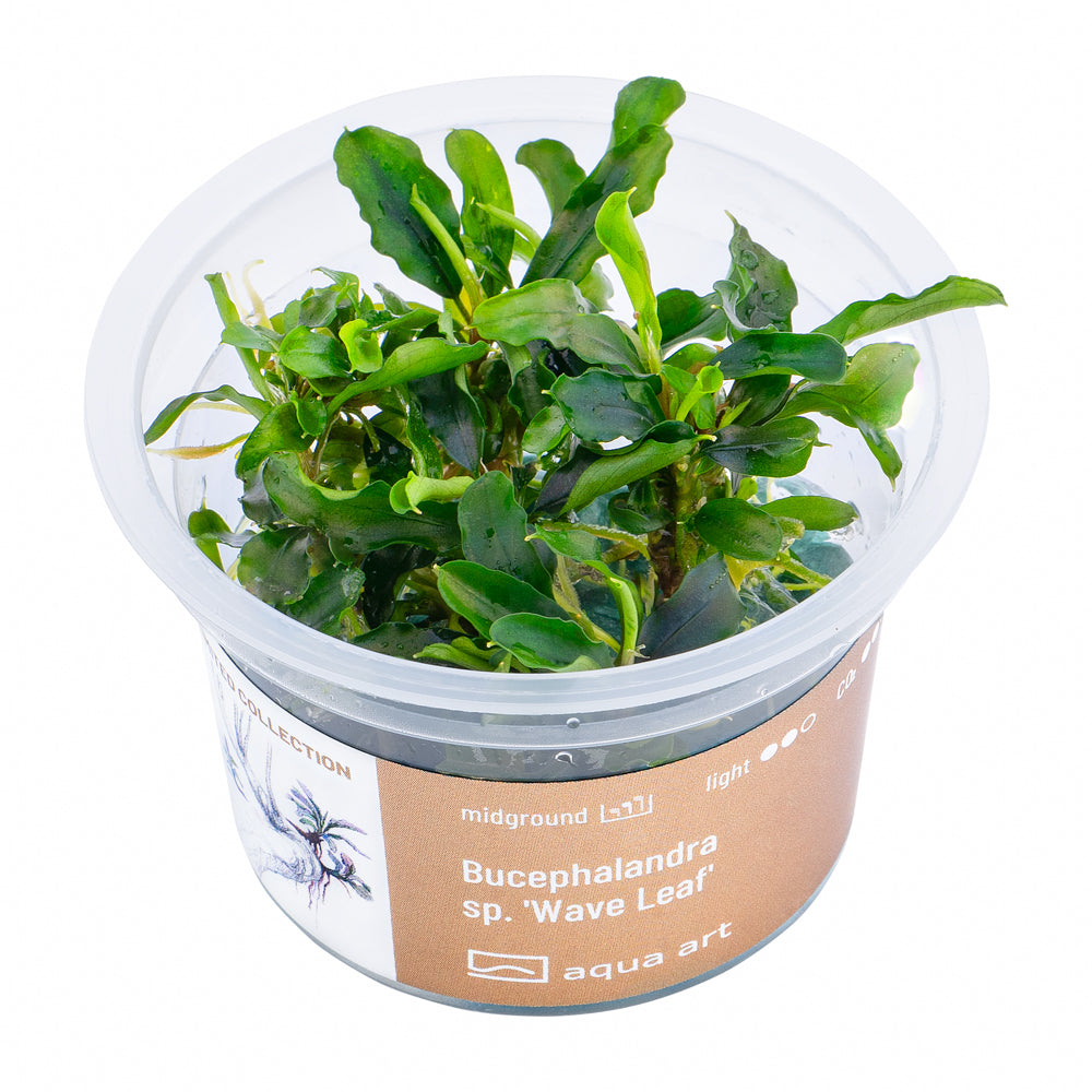 Bucephalandra sp. ’Wave leaf’(sur commande)