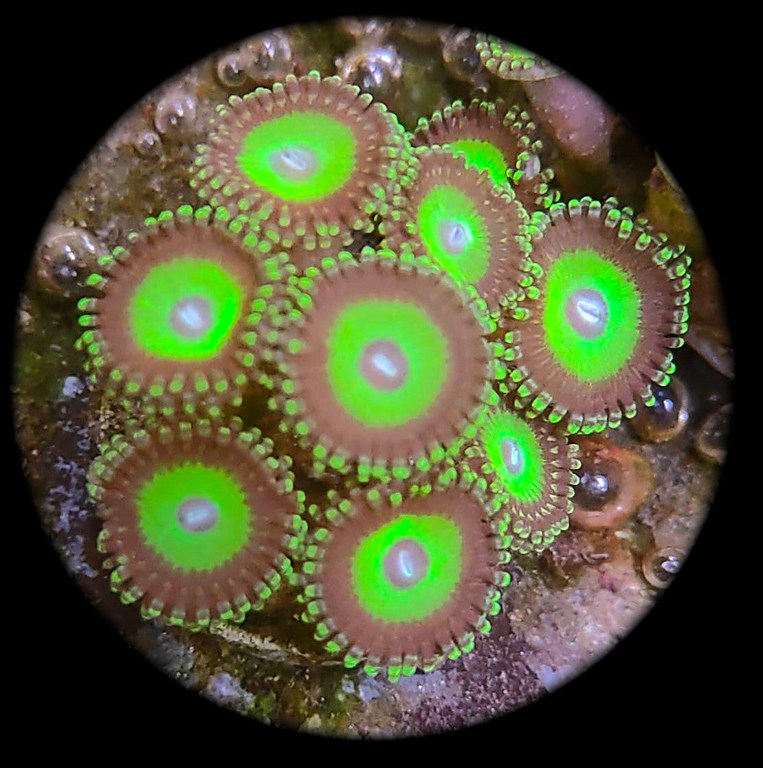 Zoanthus candy apple green WYSIWYG