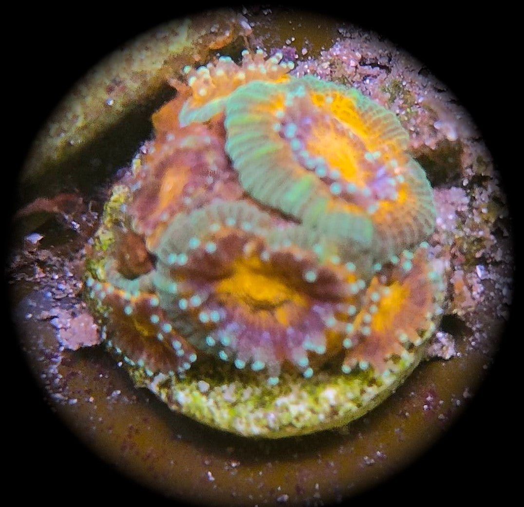 Acanthastrea rainbow WYSIWYG 13