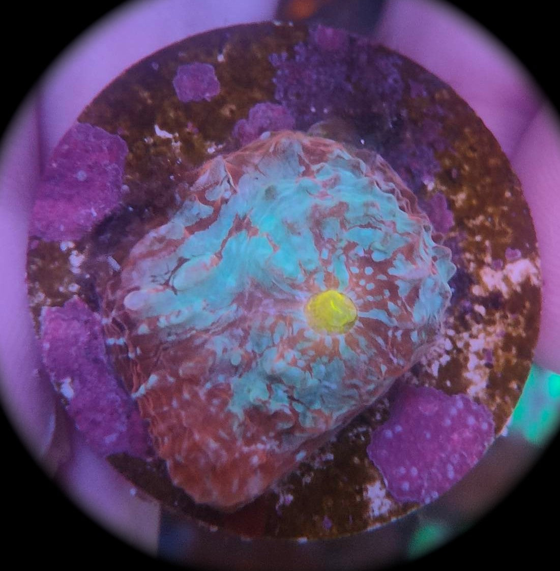 Echinophyllia rainbow WYSIWYG 15