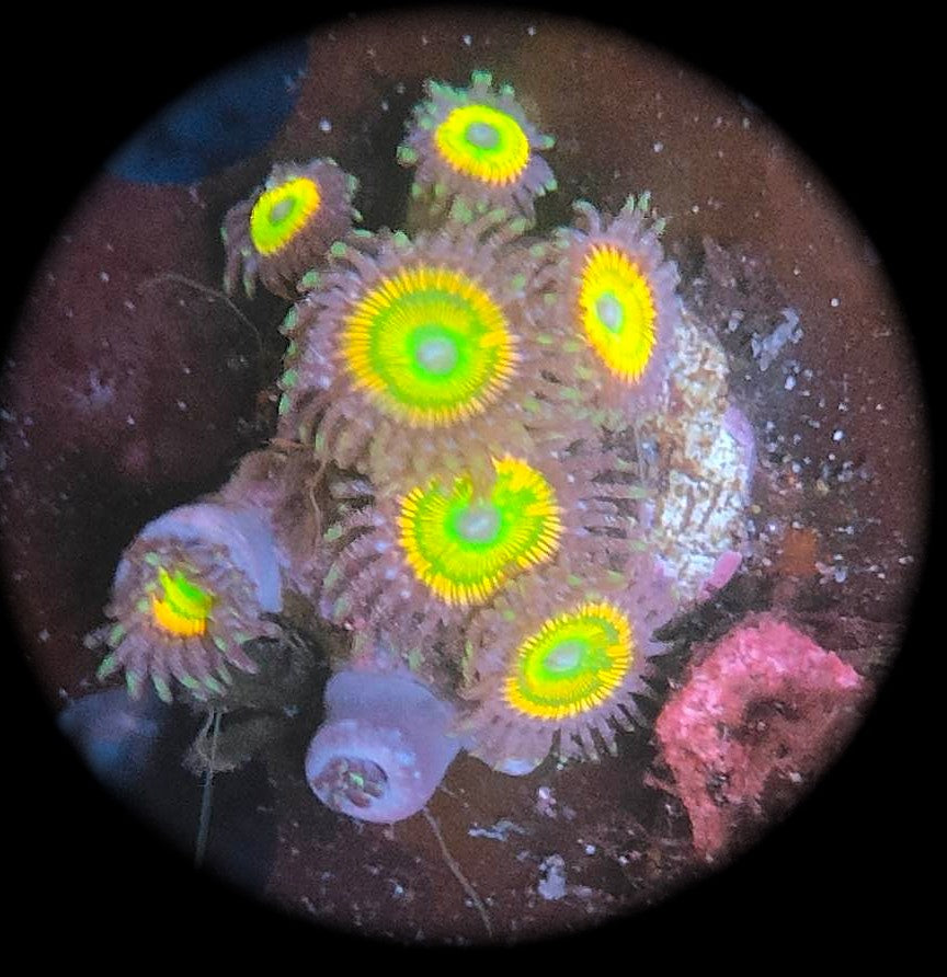 Zoanthus sunny delight WYSIWYG 16