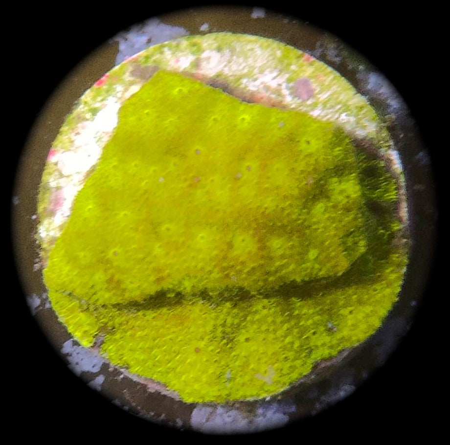 leptastrea gold WYSIWYG 17