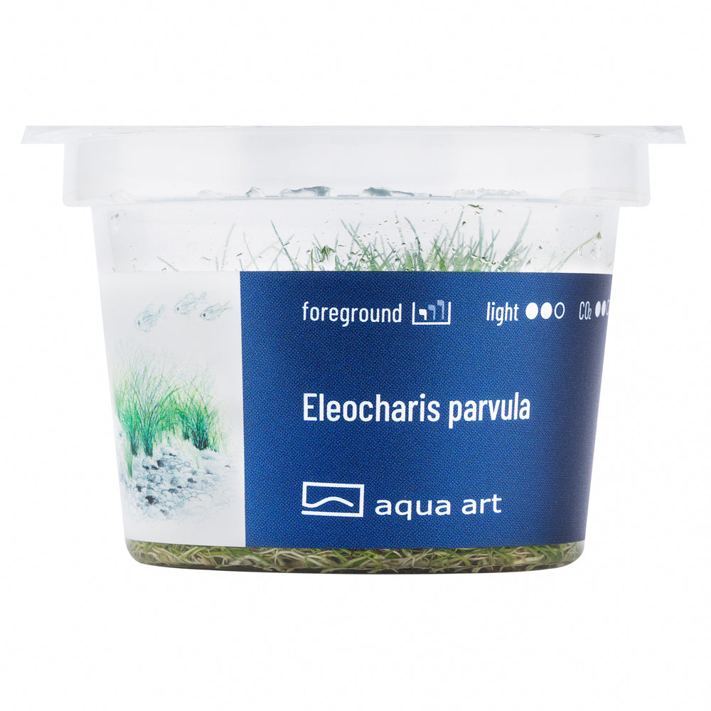 Eleocharis parvula (sur commande)