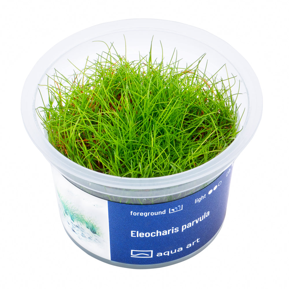 Eleocharis parvula (sur commande)