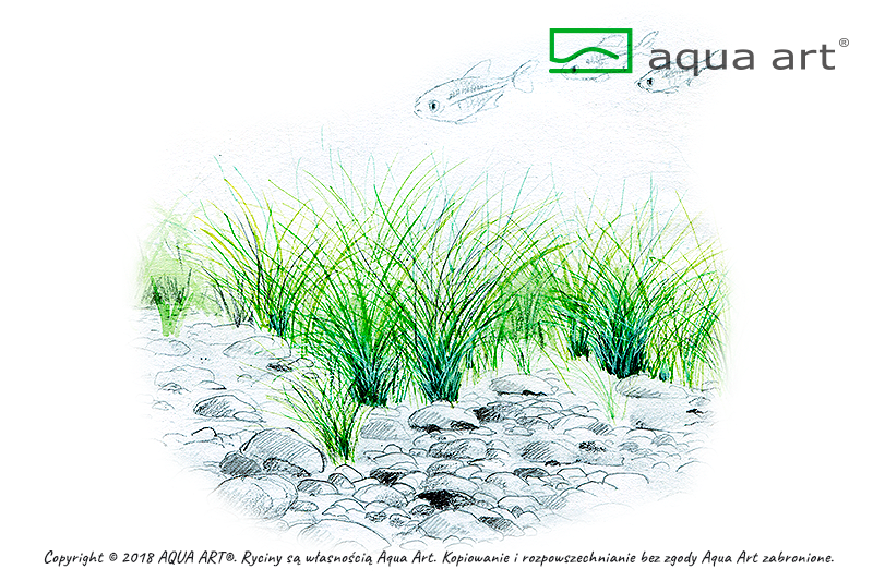 Eleocharis parvula (sur commande)