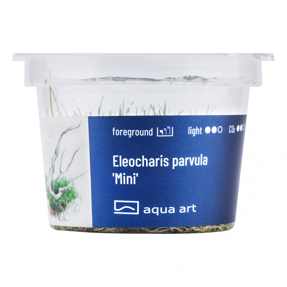 Eleocharis parvula "mini" (sur commande)