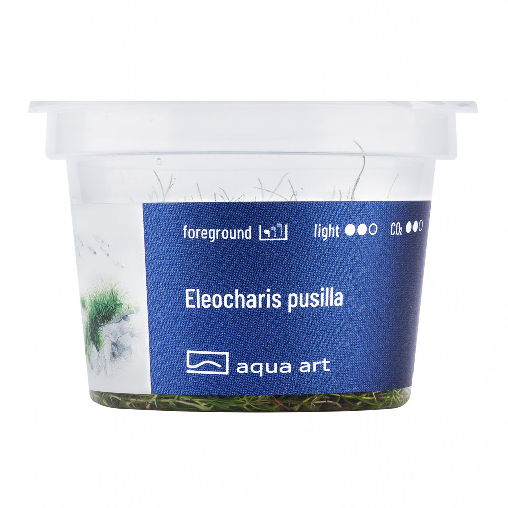 Eleocharis pusilla (sur commande)
