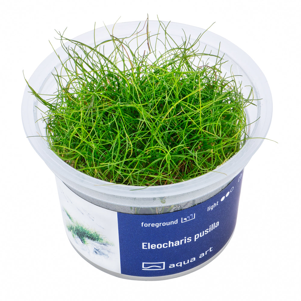 Eleocharis pusilla (sur commande)