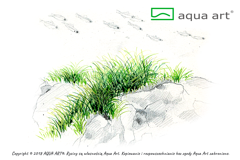 Eleocharis pusilla (sur commande)