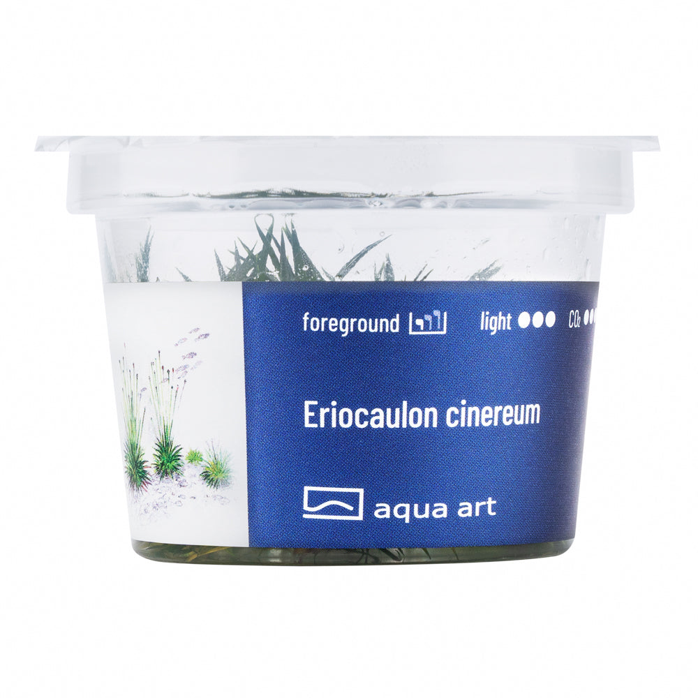 Eriocaulon cinereum