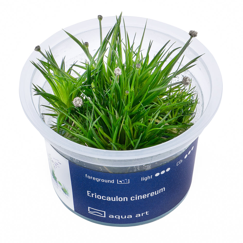 Eriocaulon cinereum