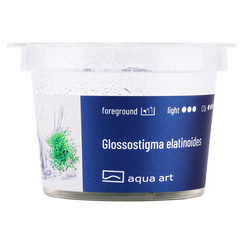 Glossostigma elatinoides (sur commande)