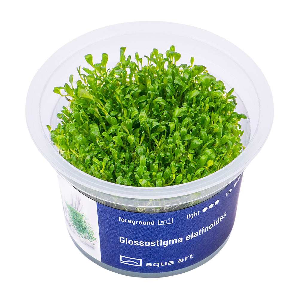 Glossostigma elatinoides (sur commande)