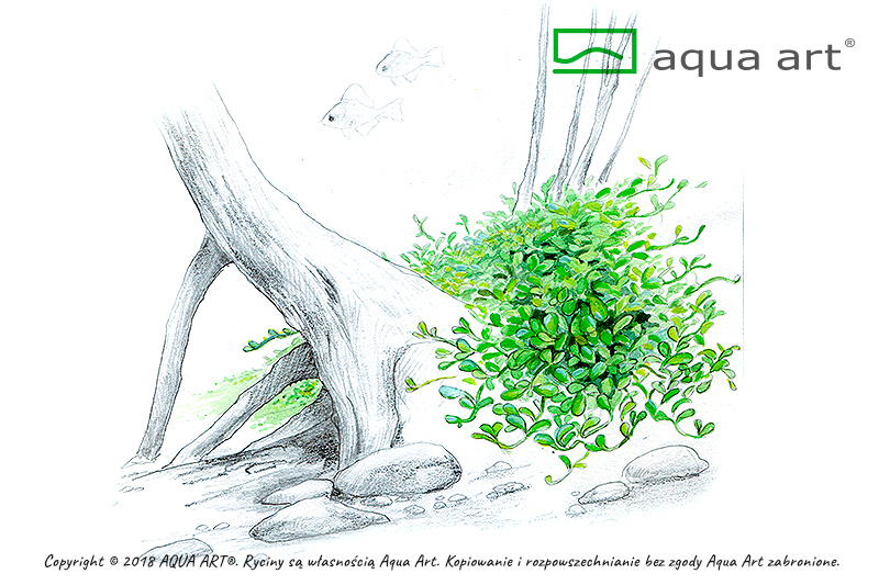 Glossostigma elatinoides (sur commande)