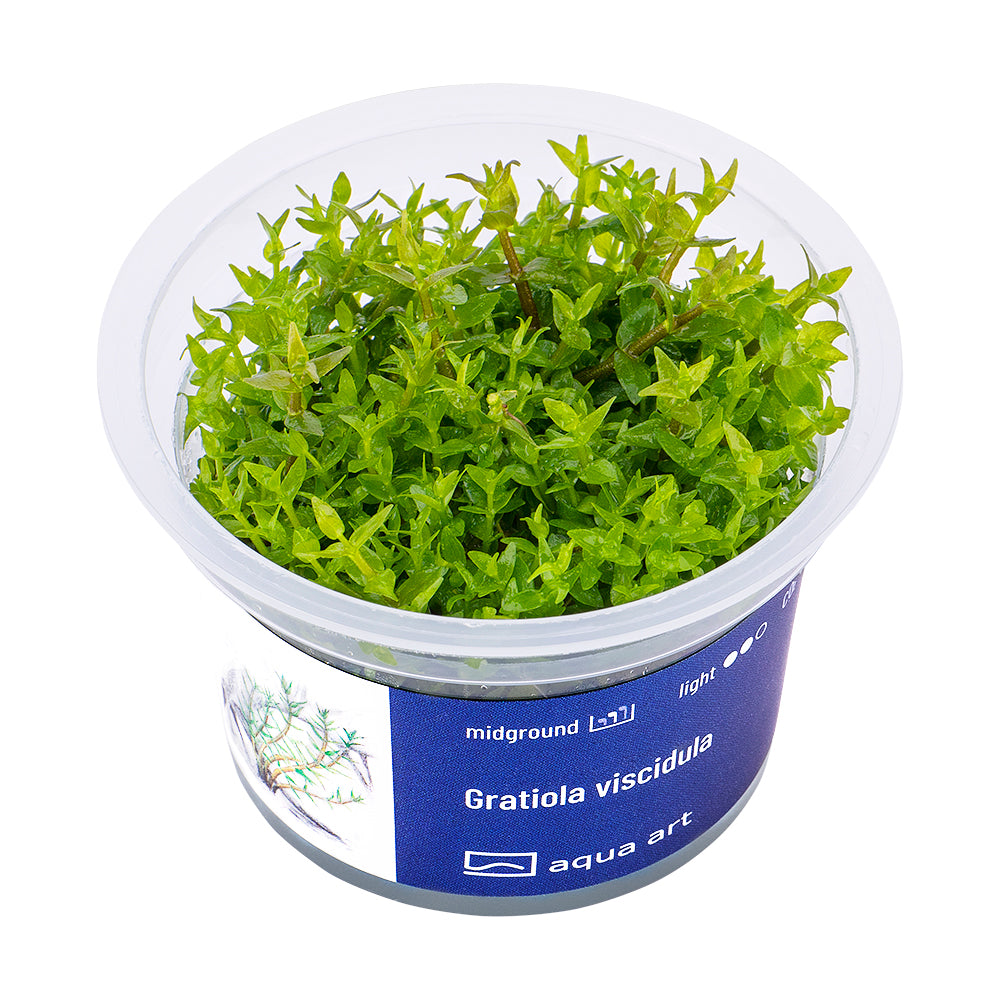 Gratiola viscidula (sur commande)