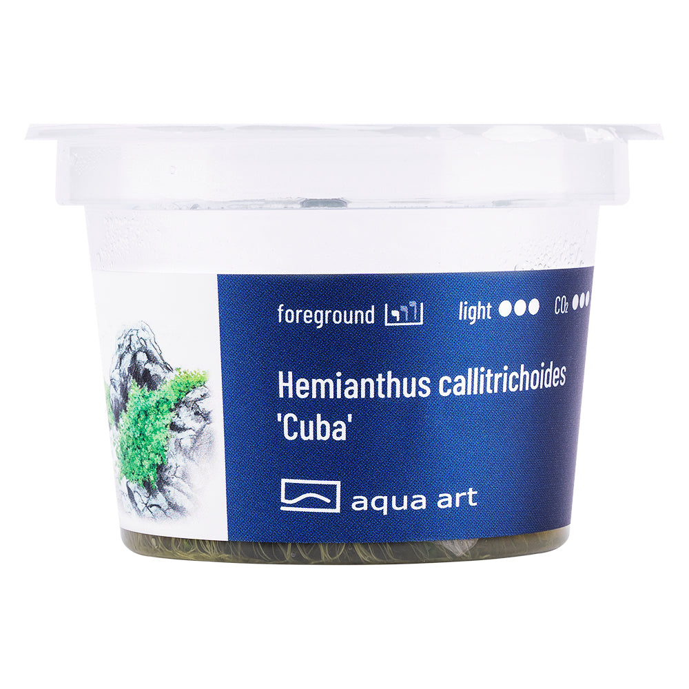 Hemianthus callitricoides cuba (sur commande)